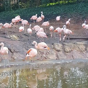 Meet your Posher, Osiris